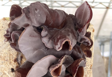 生きくらげ(アラゲキクラゲ)