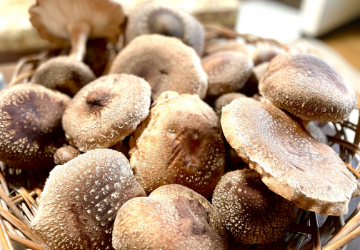 いづるしいたけ(XR1)