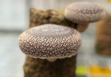 生しいたけ(富む富む)