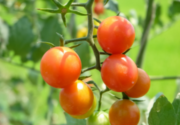 いづるチェリートマト